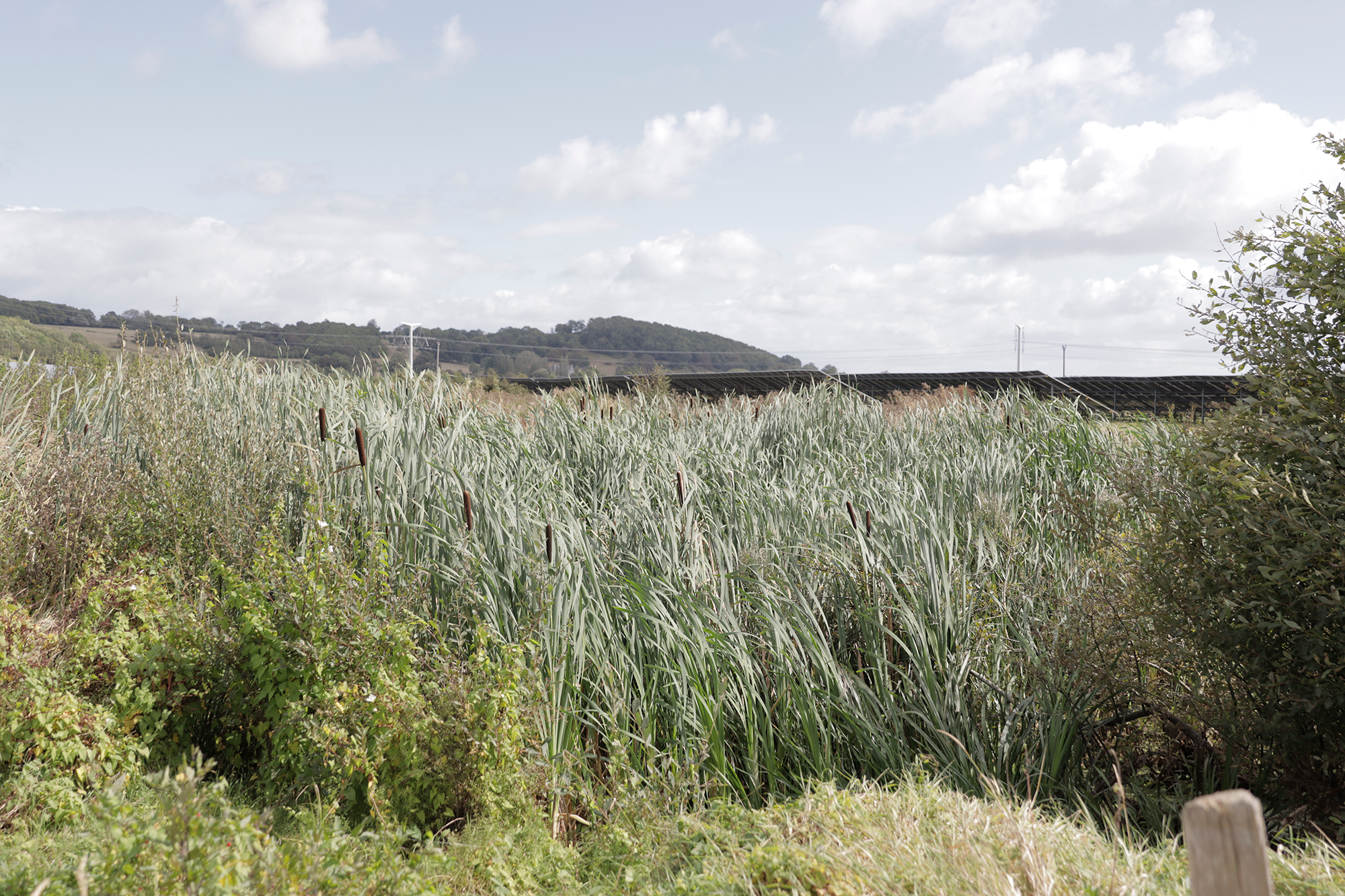 03-Sustainable-Site-Design-and-Biodiversity-Enhancement-(resized)